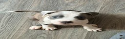 American Pit Bull Terrier dogs for sale: American Pit Bull Terrier 2 - Ad 1