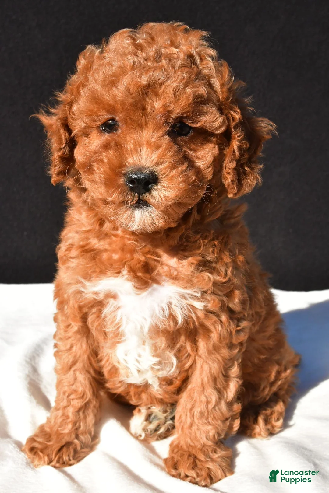 Toy Poodle dogs for sale: Sammy - Ad 1