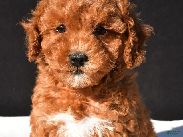 Toy Poodle dogs for sale: Sammy - Ad 1