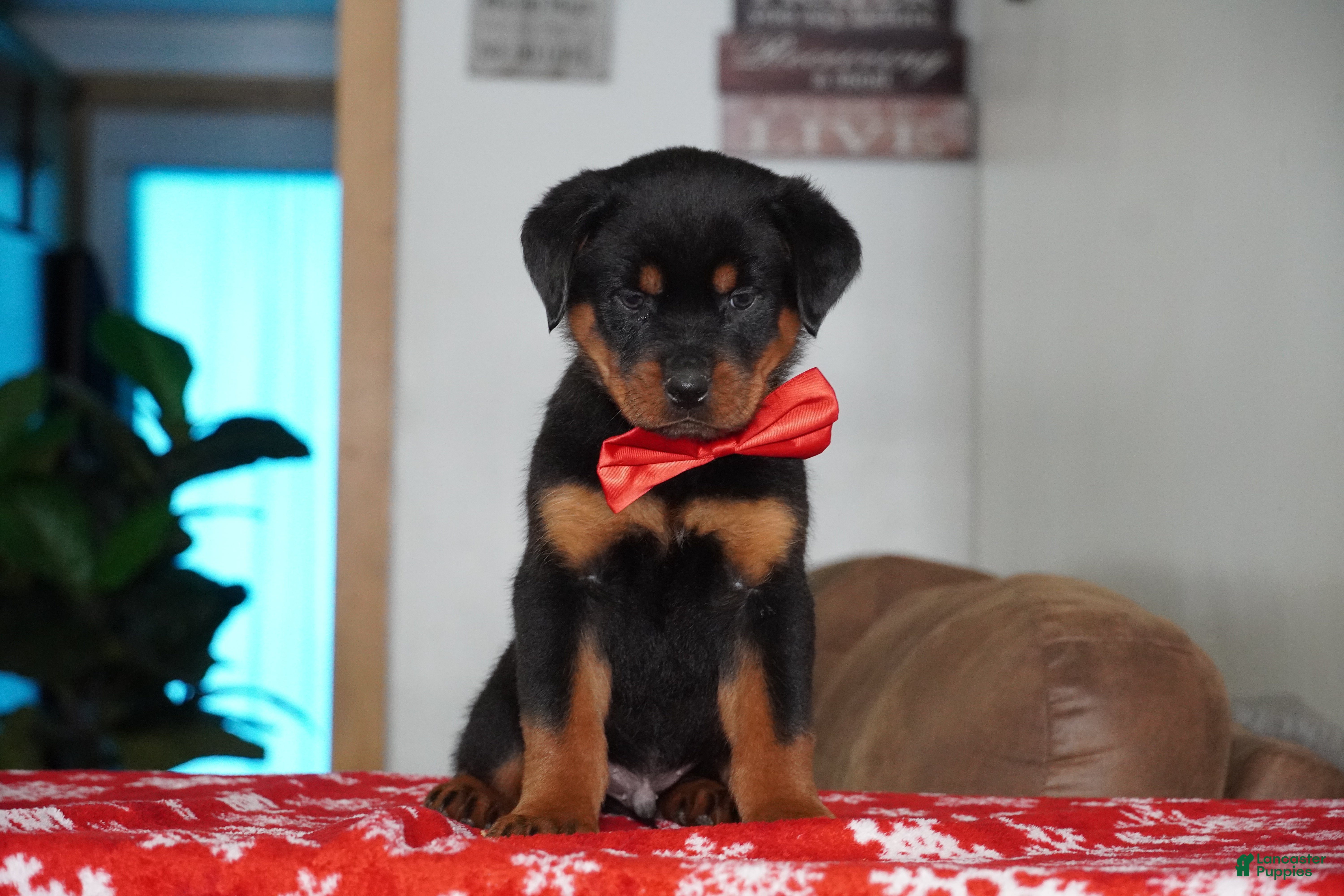 Rottweiler dogs Rambo - Ad 10