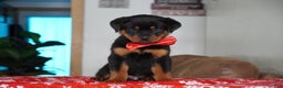 Rottweiler dogs for sale: Rambo - Ad 1