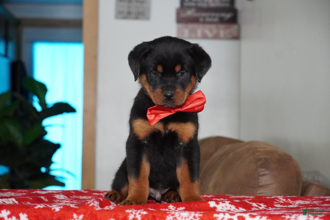 Rottweiler dogs for sale: Rambo - Ad 1