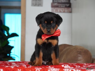 Rottweiler dogs Rambo - Ad 38