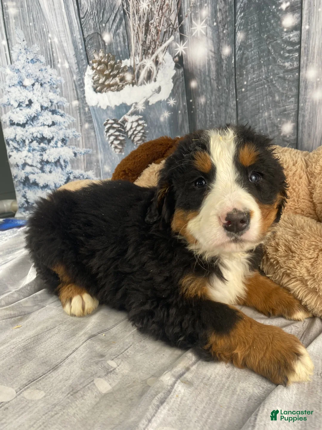Bernese Mountain Dog dogs for sale: Maverick - Ad 4