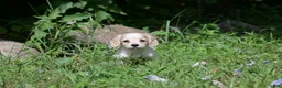Miniature Dachshund dogs for sale: Violet - Ad 11