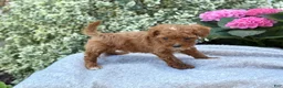 Toy Poodle dogs for sale: Parker - Ad 14