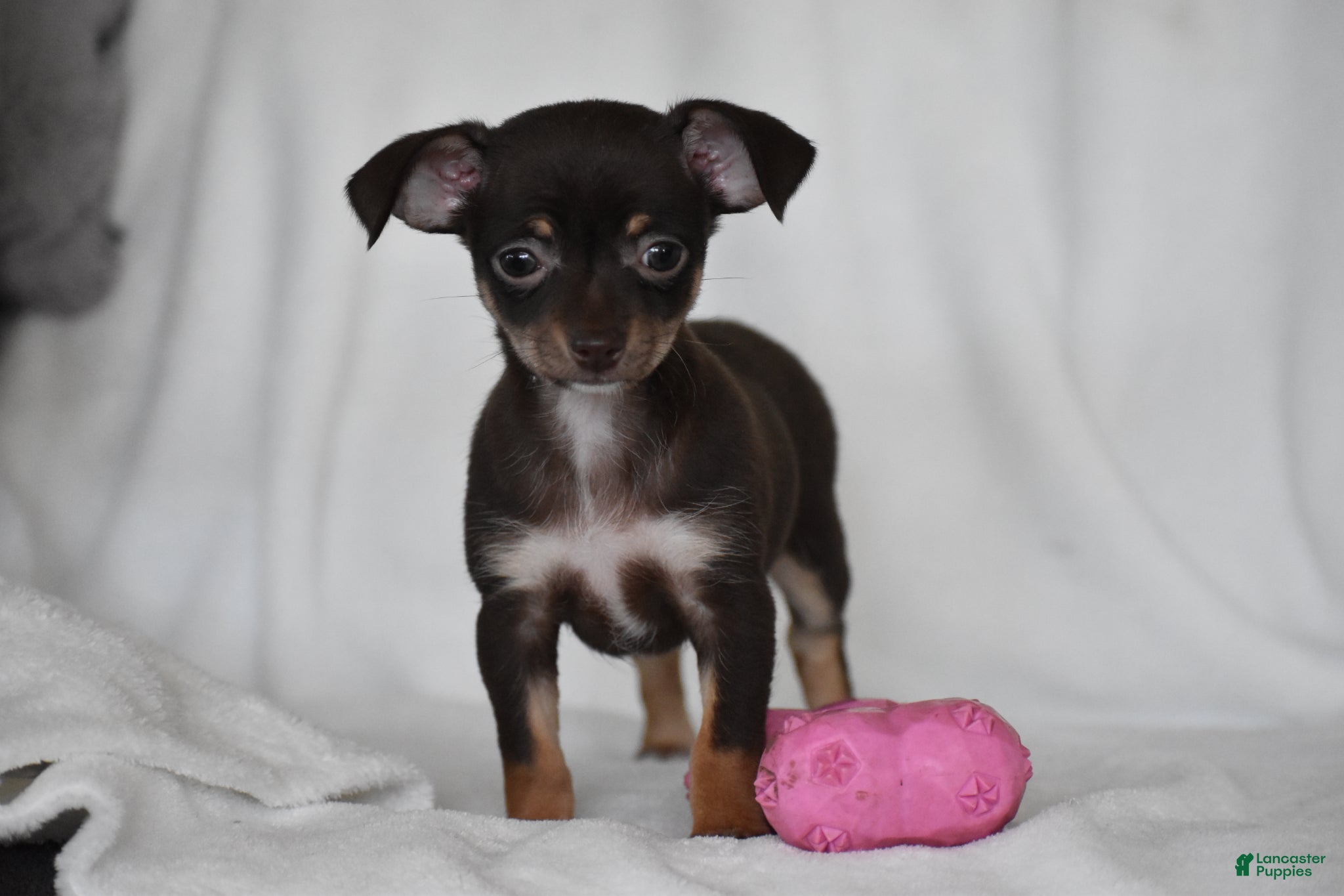 Chihuahua dogs Rolo - Ad 2
