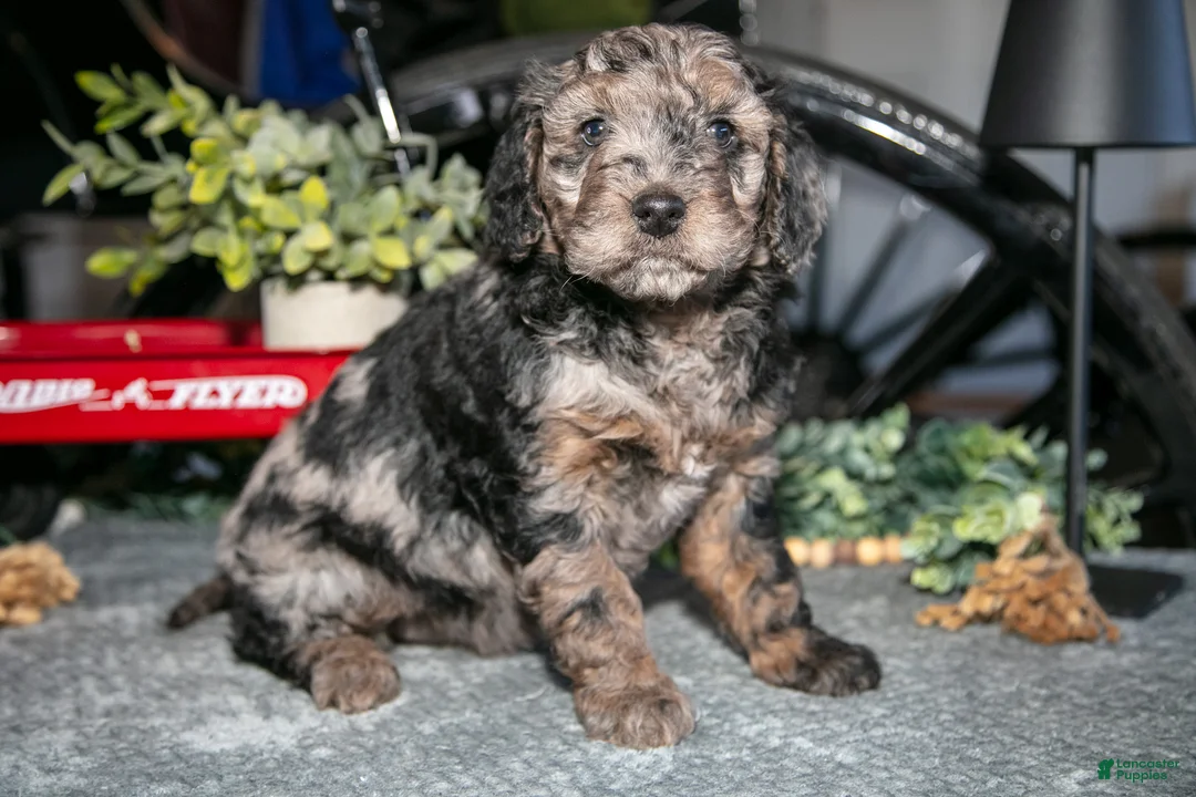 Mixed Breed dogs for sale: Josie - Ad 1