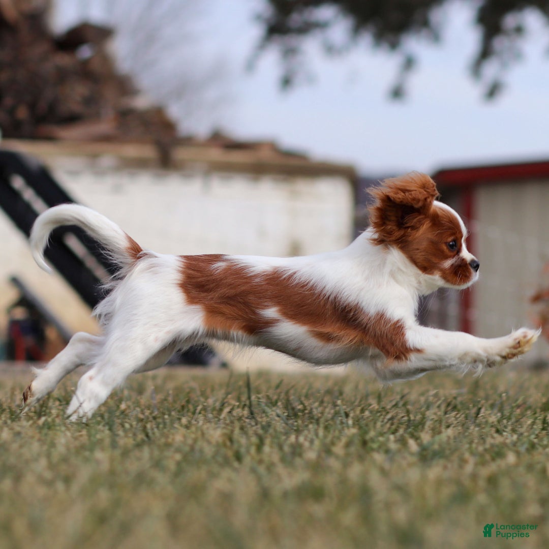 Cavalier King Charles Spaniel dogs for sale: Maddie the Cavalier King Charles Spaniel Puppy - Ad 5