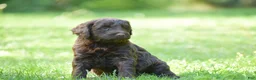 Portuguese Water Dog dogs for sale: Molly - Ad 7