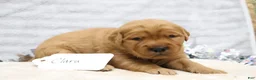 Golden Retriever dogs for sale: Clara - Ad 4