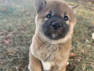 Shiba Inu dogs - Ad 1