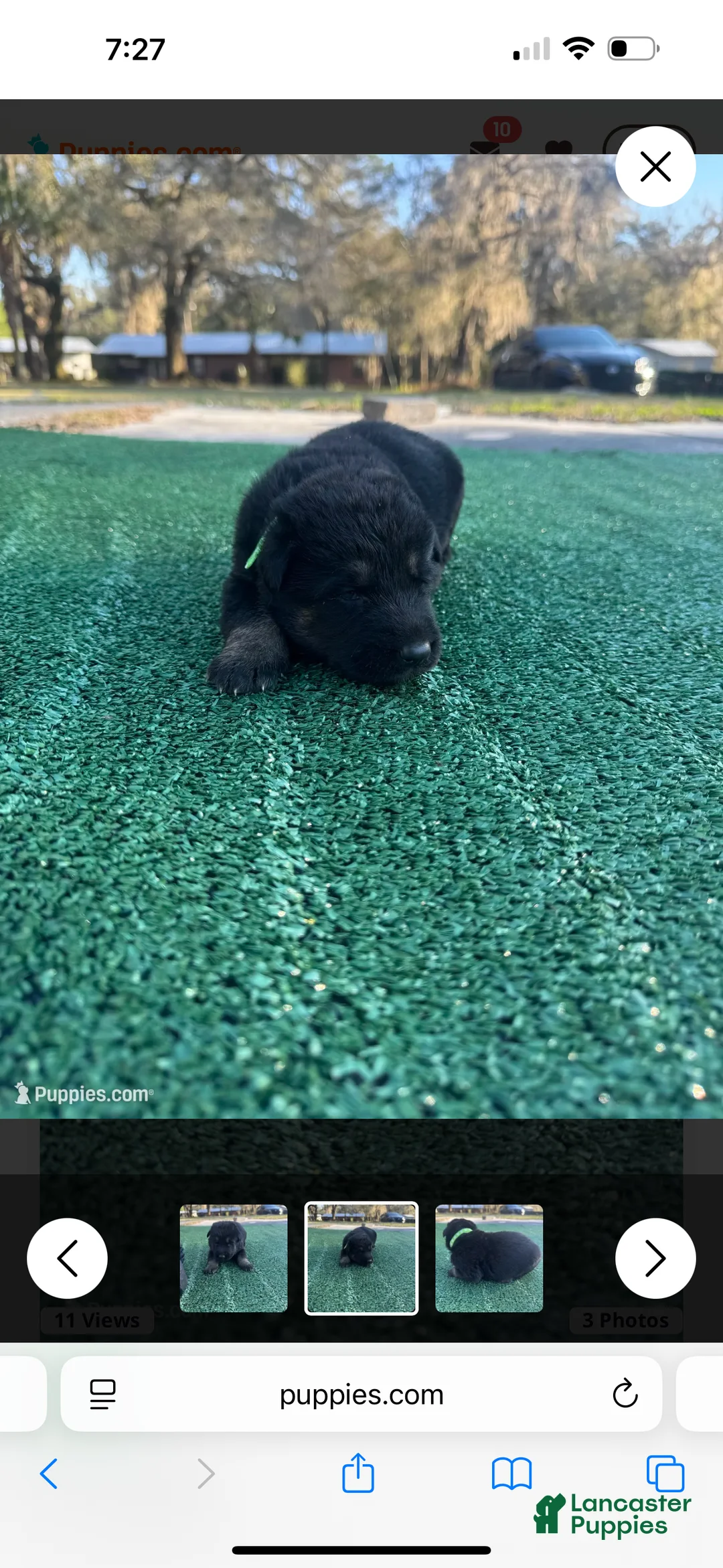 German Shepherd dogs for sale: German Shepherd lime green  - Ad 1