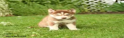 Siberian Husky dogs for sale: Henry - Ad 4