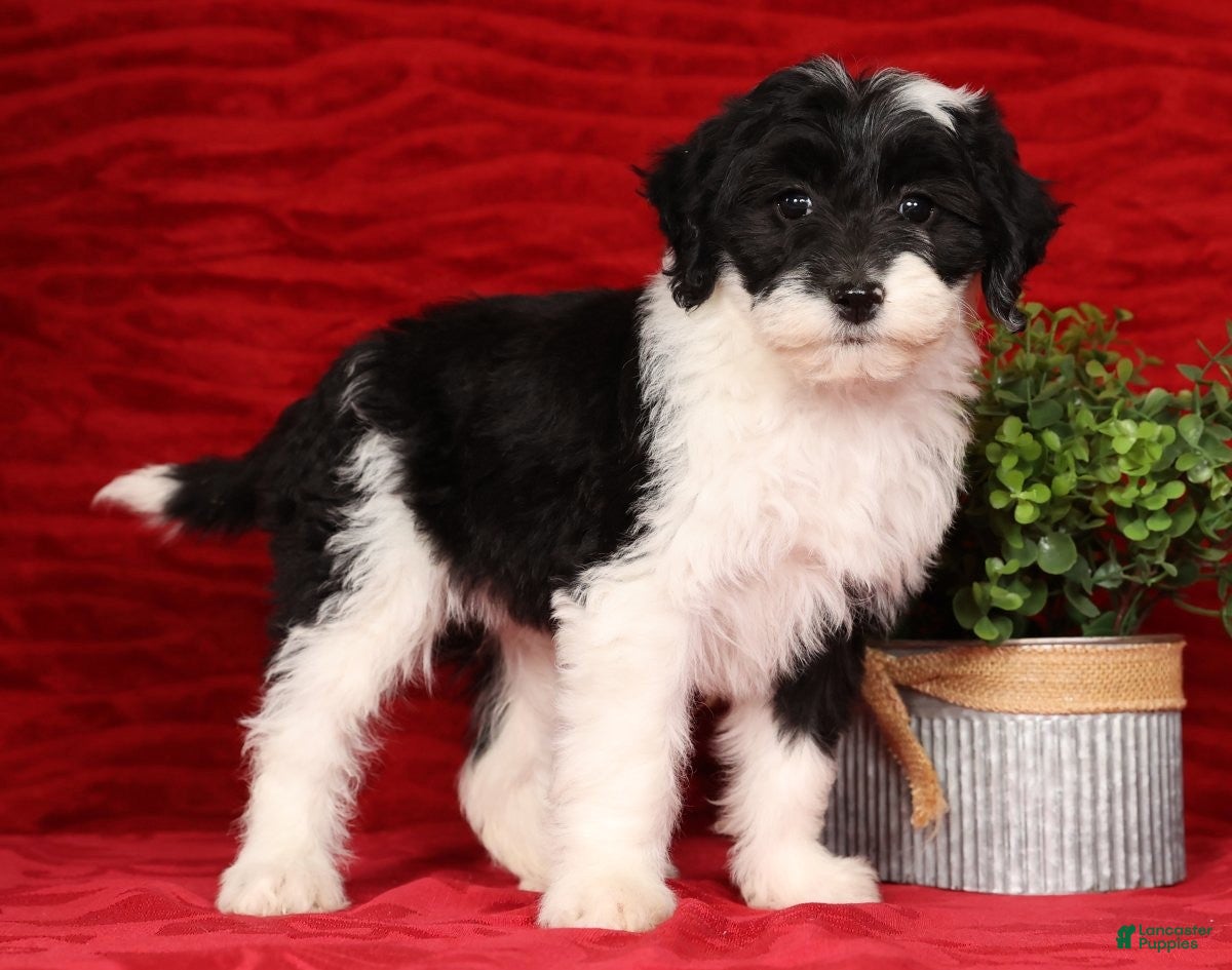Mini Sheepadoodle dogs Sophia - Ad 7