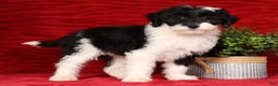Mini Sheepadoodle dogs for sale: Sophia - Ad 1