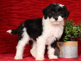 Mixed Breed dogs Sophia - Ad 23