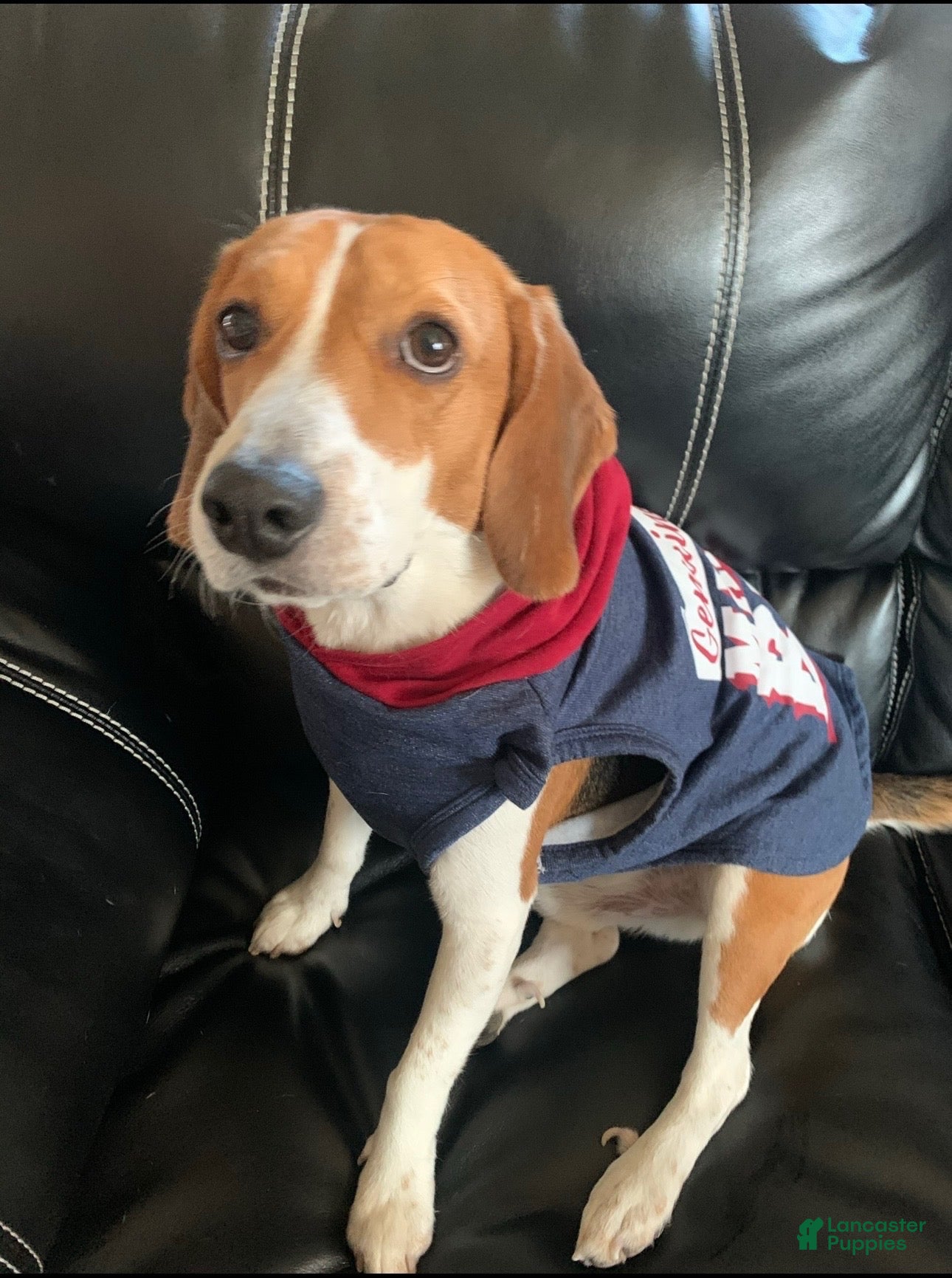 Beagle dogs for sale: Turbo - Ad 36