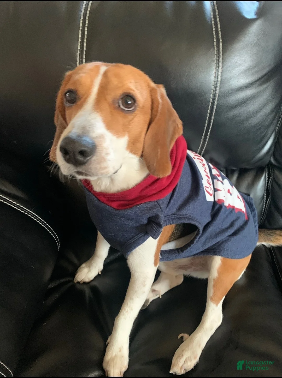 Beagle dogs for sale: Turbo - Ad 1