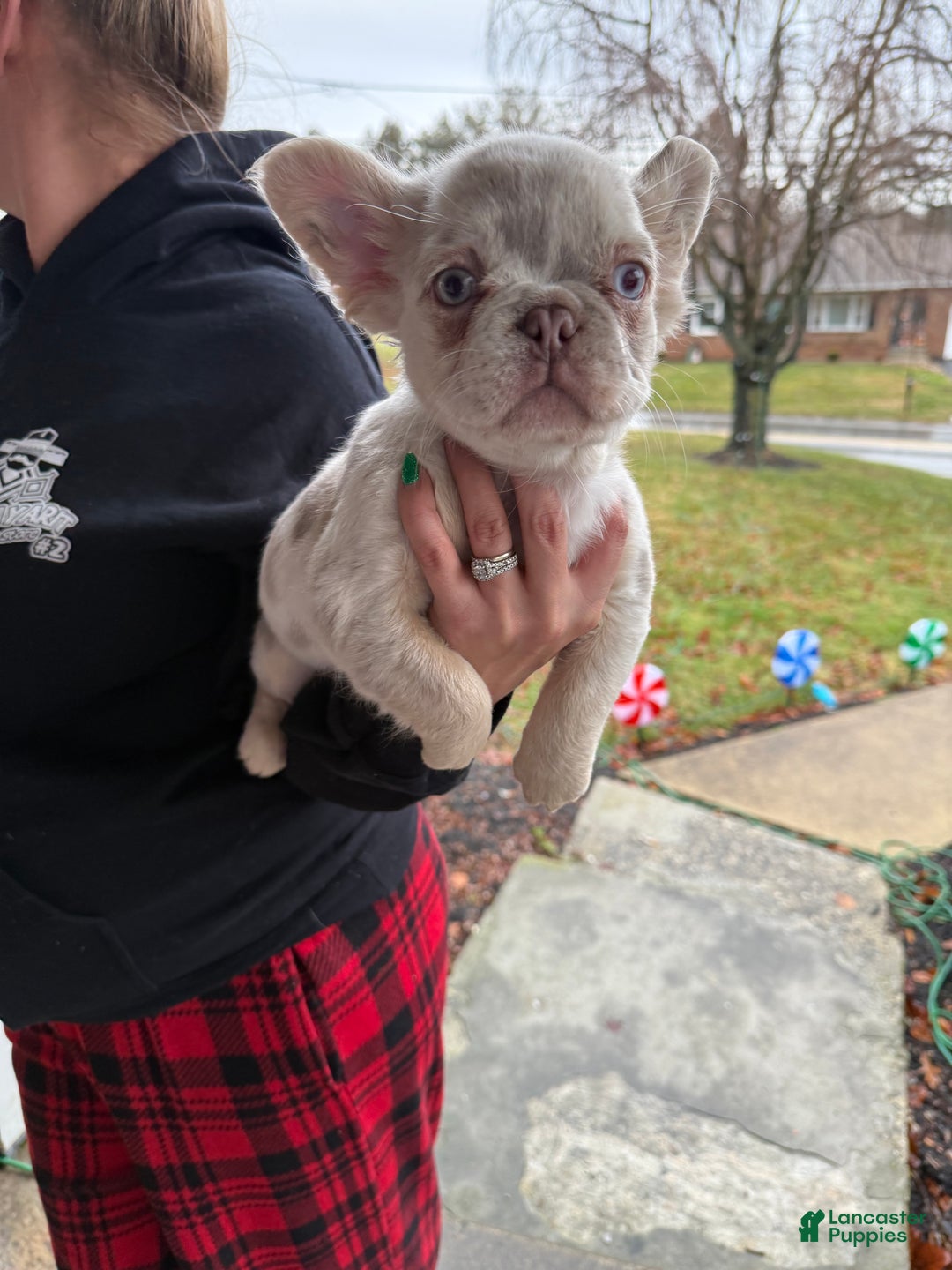 French Bulldog dogs for sale: Grinch  - Ad 3