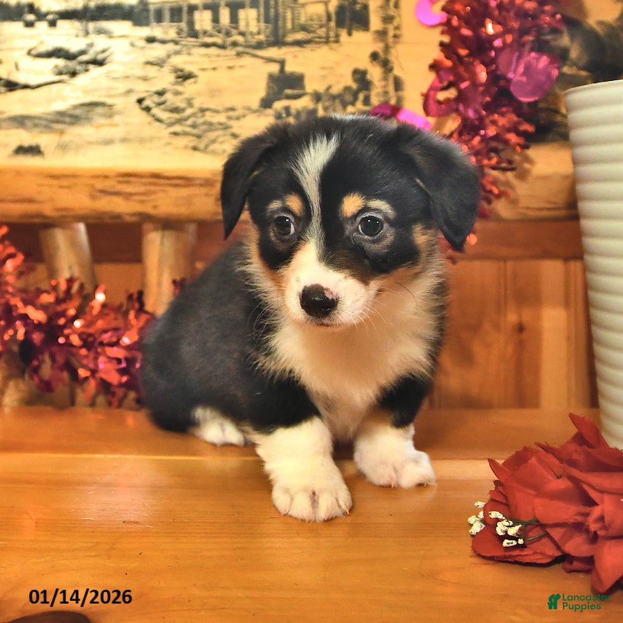 Welsh Corgi Pembroke dogs Skye - Ad 2