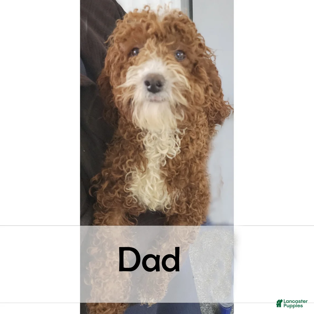 Mini Goldendoodle dogs for sale: Wally - Ad 10