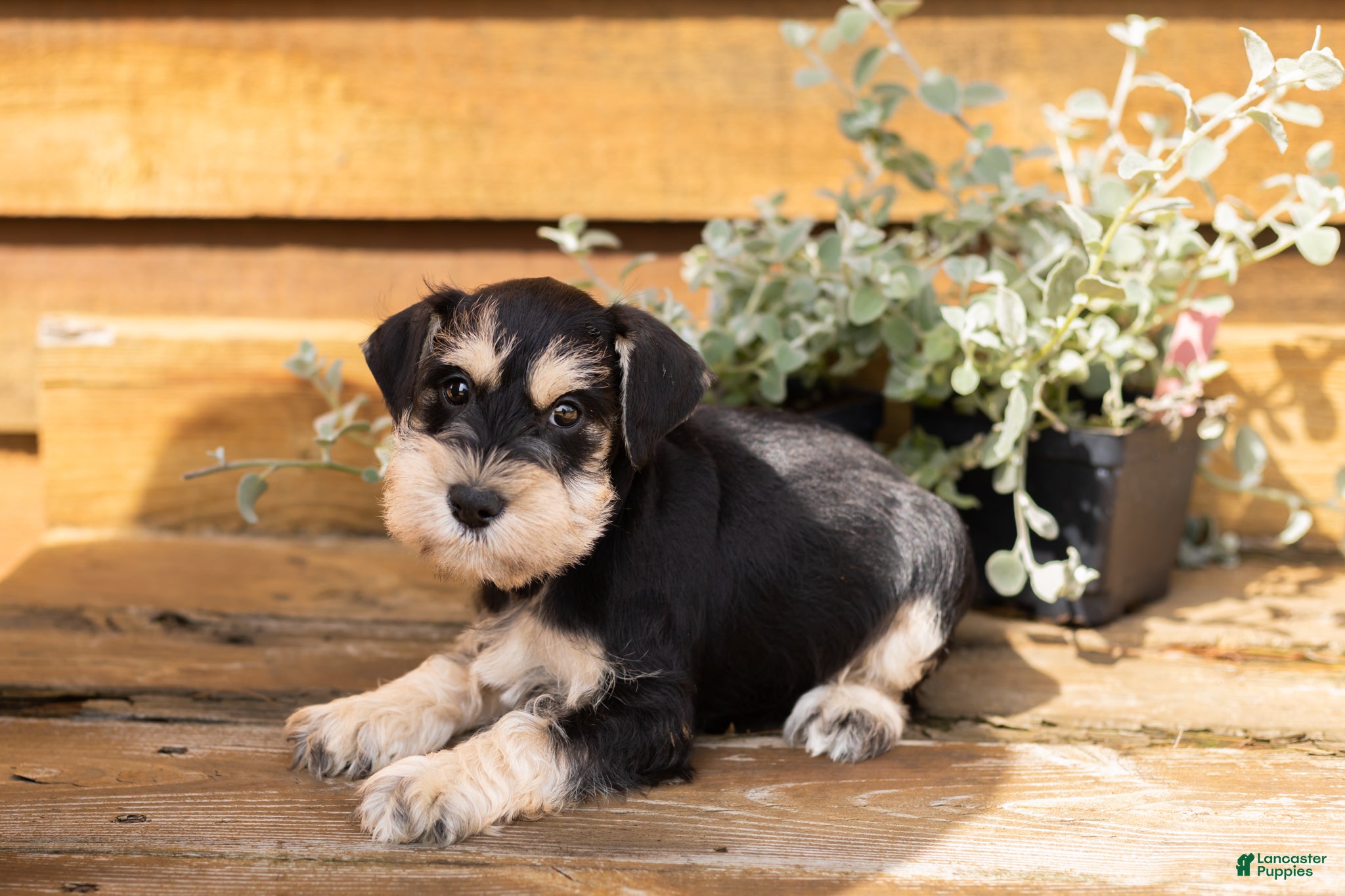Miniature Schnauzer dogs Snickers  - Ad 20