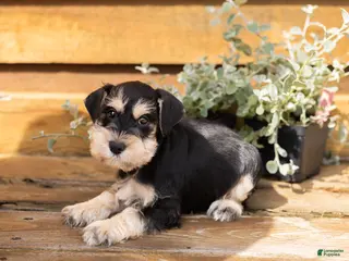 Miniature Schnauzer dogs Snickers - Ad 20