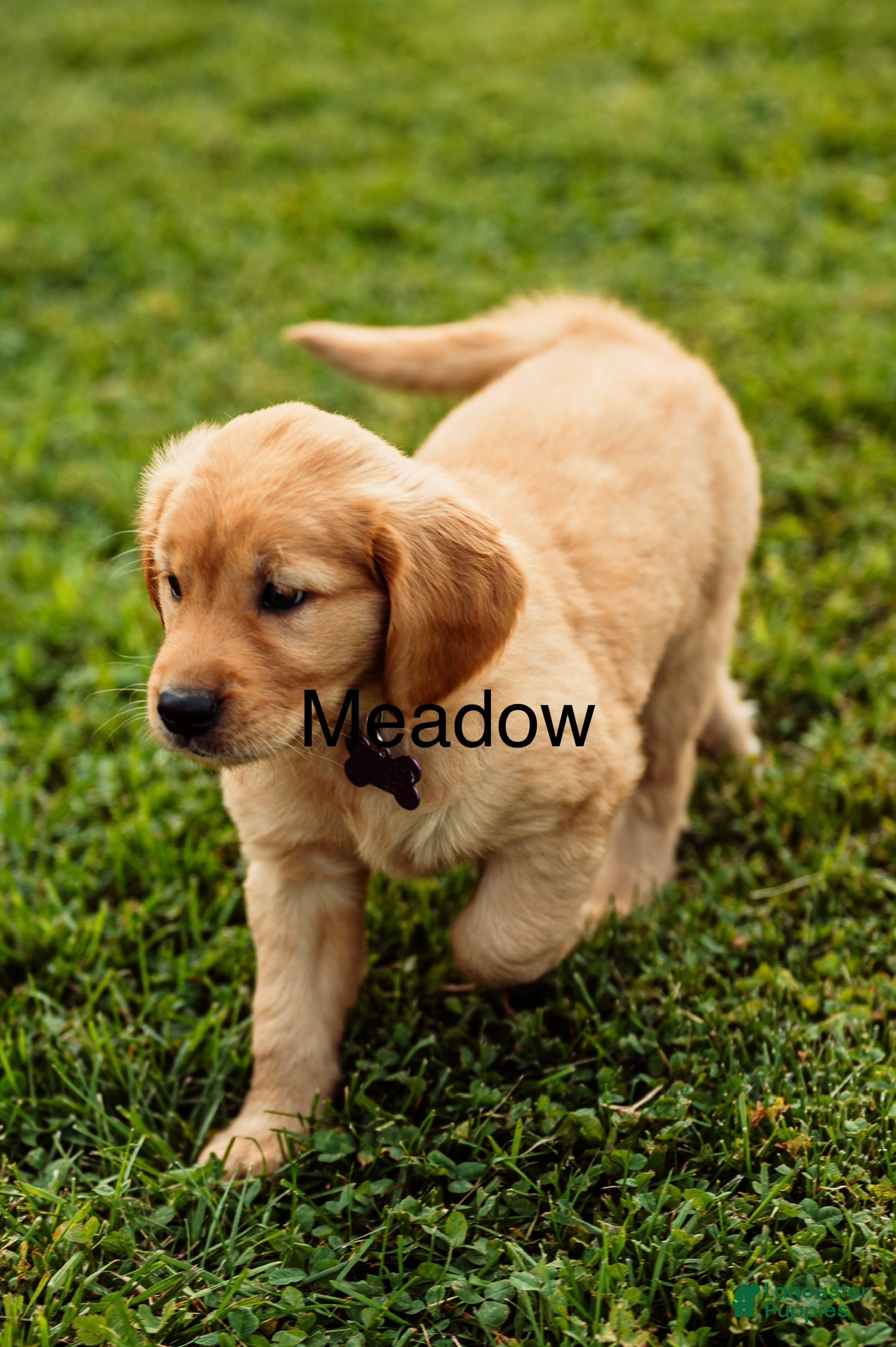 Golden Retriever dogs Meadow - Ad 2