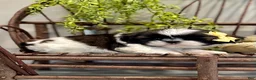 Shih Tzu dogs for sale: AKC SIMON - Ad 5