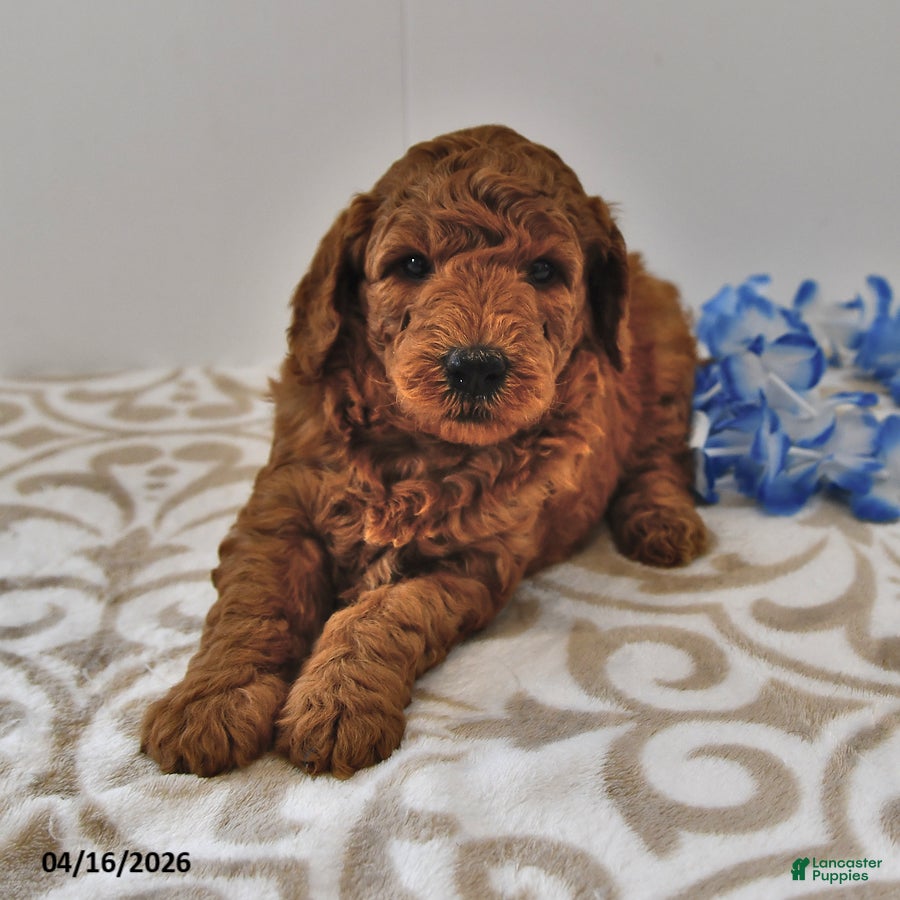 Mini Goldendoodle dogs Rascal - Ad 2