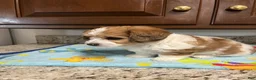 Mixed Breed dogs for sale: Colton - Ad 6