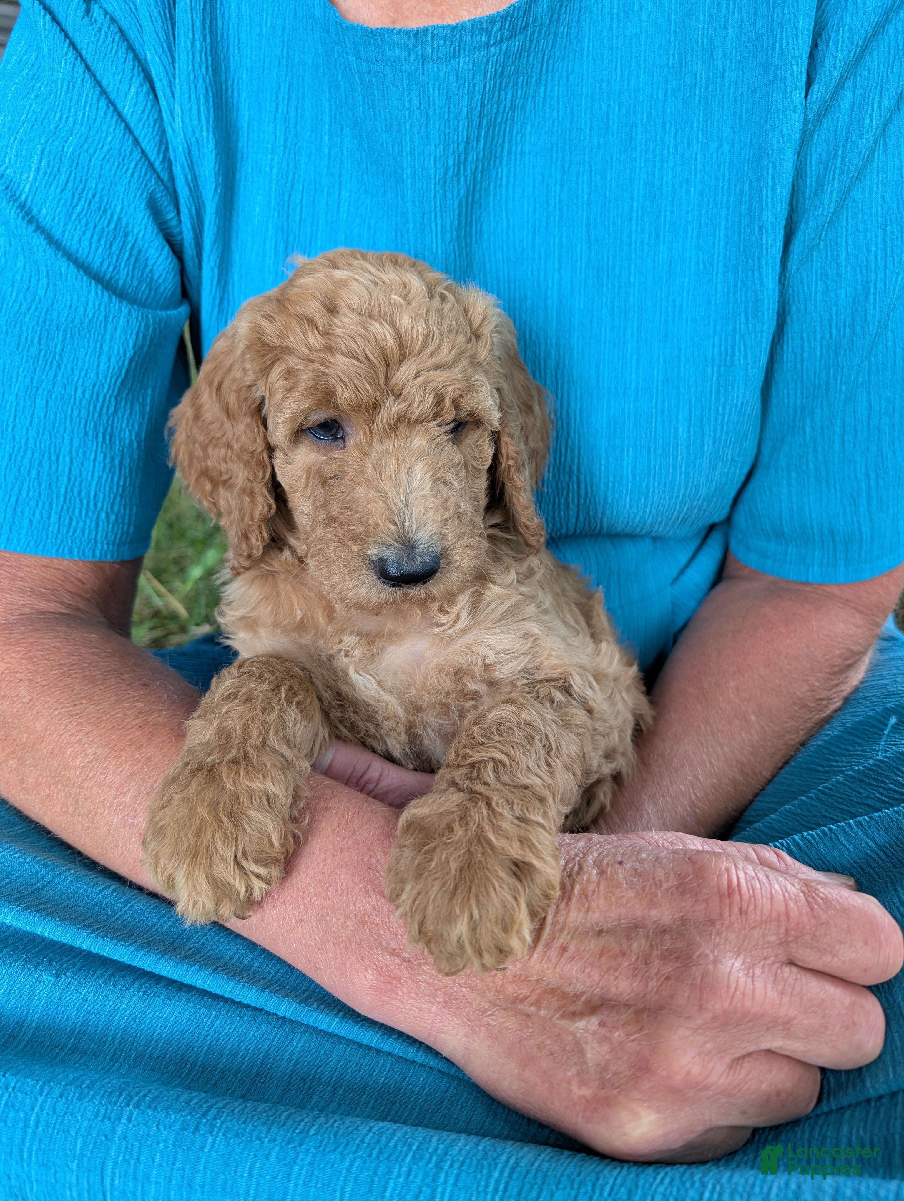 Goldendoodle dogs Sara - Ad 2