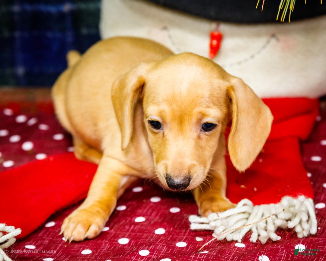 Miniature Dachshund dogs for sale: Tammy - Ad 2