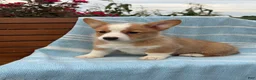 Welsh Corgi Pembroke dogs for sale: Jojo - Ad 10