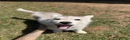 Siberian Husky dogs for sale: Siberian Husky Puppy 5 - Ad 1
