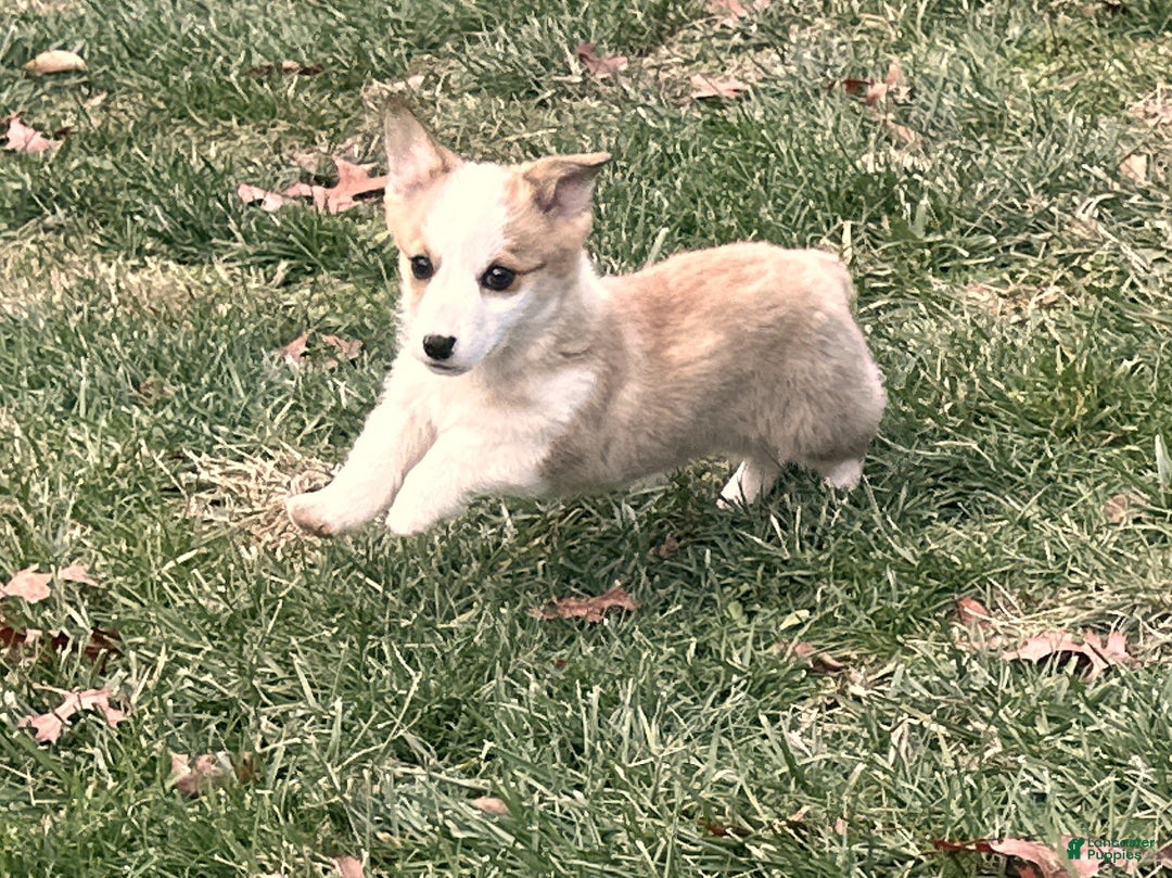 Welsh Corgi Pembroke dogs for sale: Maggie - Ad 9