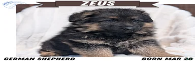 Zeus