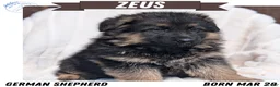 German Shepherd dogs for sale: Zeus - Ad 1