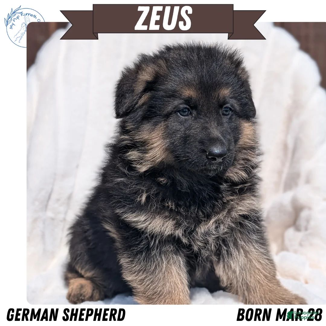 German Shepherd dogs for sale: Zeus - Ad 1