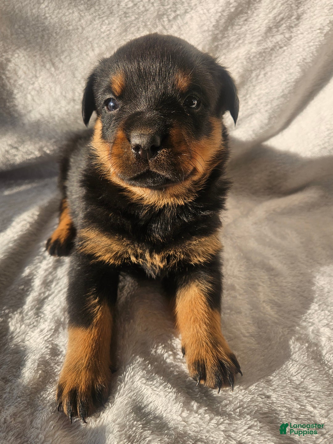 Rottweiler dogs for sale: Butch - Ad 2