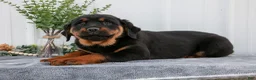 Rottweiler dogs for sale: Allison - Ad 3