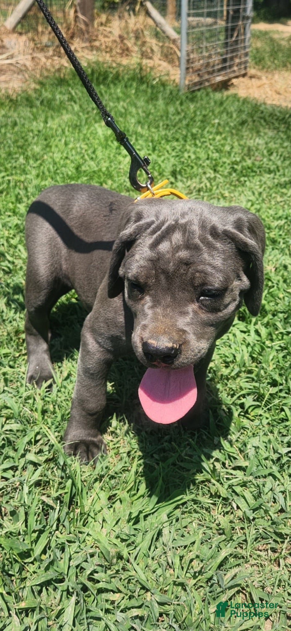 Cane Corso dogs Cane Corso Puppy 12 - Ad 17