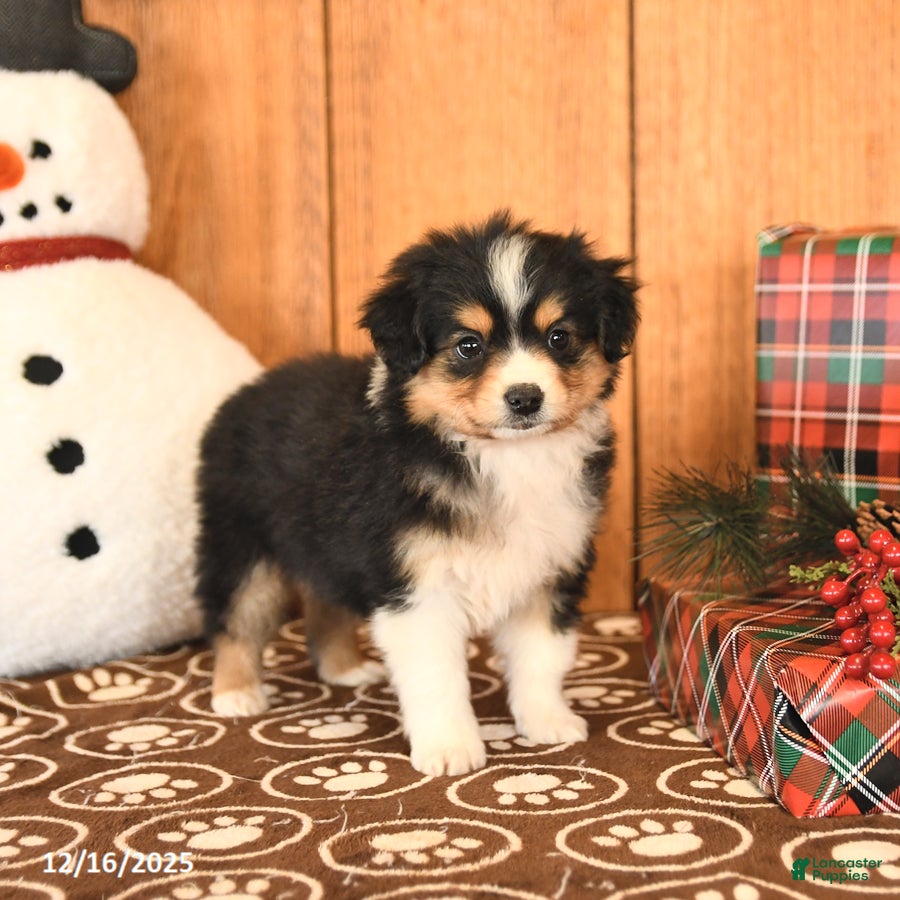 Miniature Australian Shepherd dogs Jackson - Ad 2