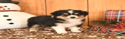 Miniature Australian Shepherd dogs for sale: Jackson - Ad 2