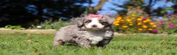 Mini Bernedoodle dogs for sale: Molly🎀 - Ad 5