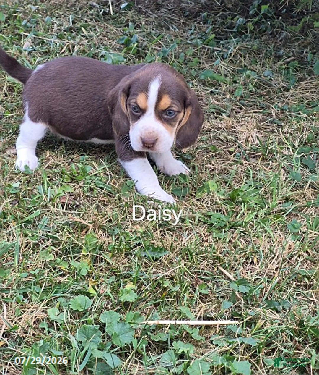 Beagle dogs for sale: Daisy - Ad 1