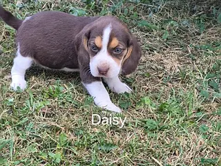 Beagle dogs Daisy - Ad 31