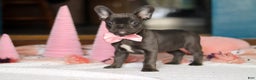 French Bulldog dogs for sale: Jade - Ad 4