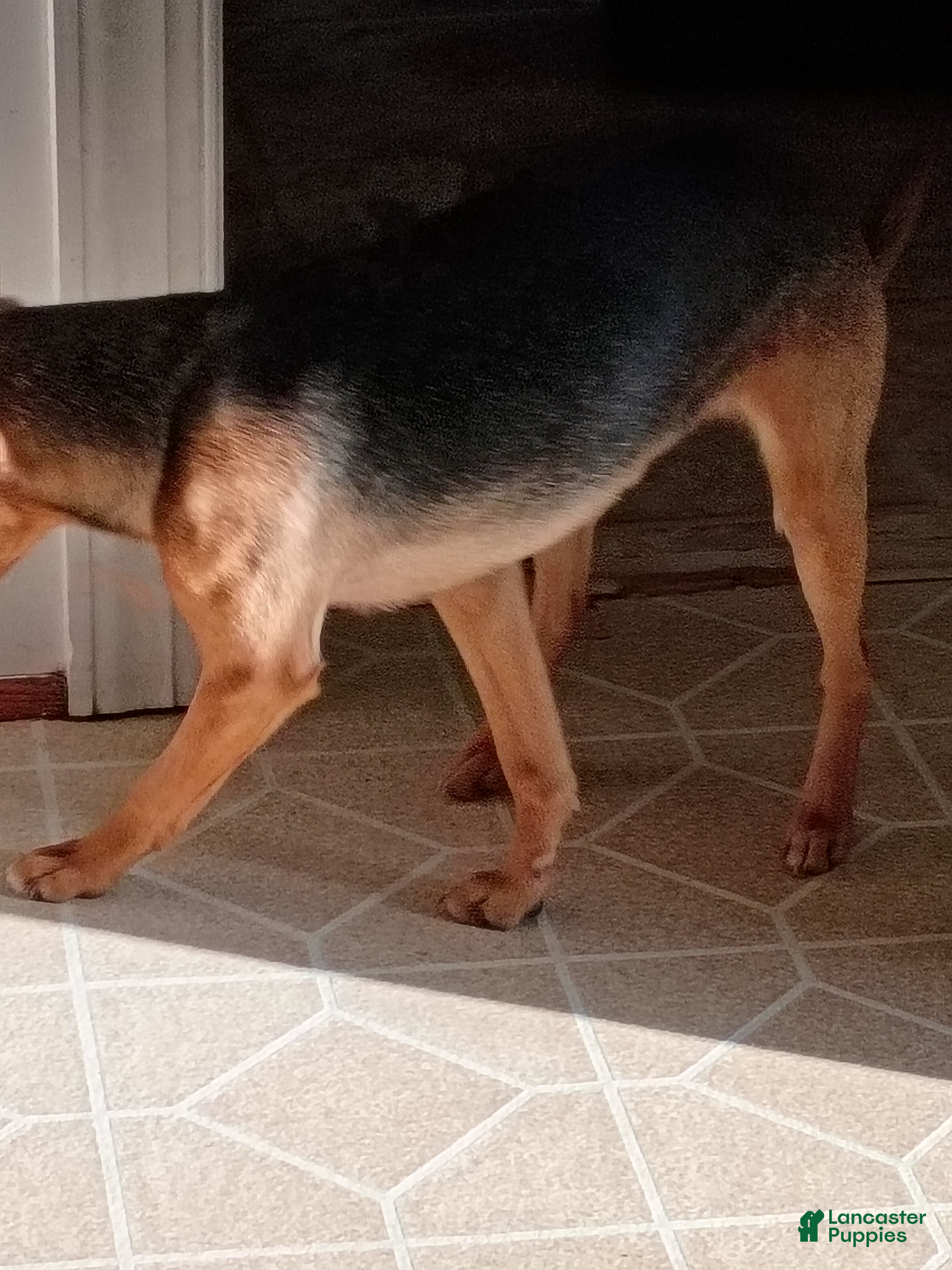 Mixed Breed dogs Mixed Breed Puppy 1 - Ad 2